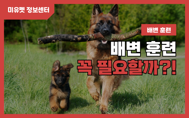 1720774355_001.png 강아지 배변훈련_상세이미지_1