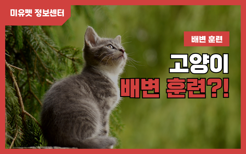 고양이 배변훈련_상세이미지_1