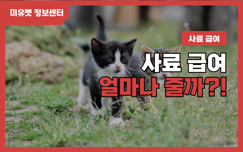 고양이 식이_상세이미지_1