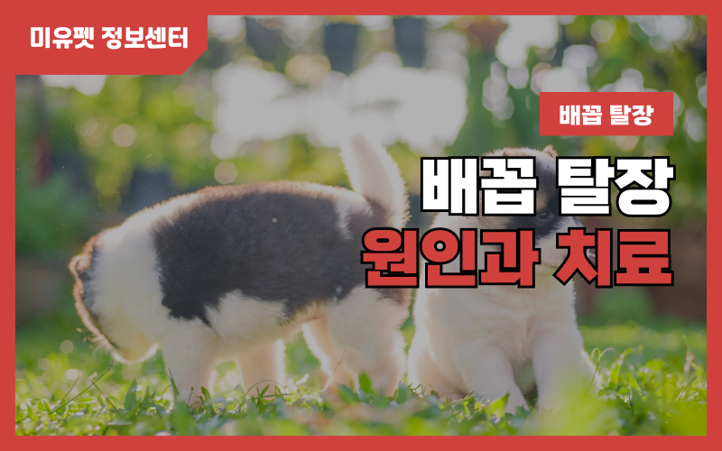 배꼽 탈장이란?_상세이미지_1