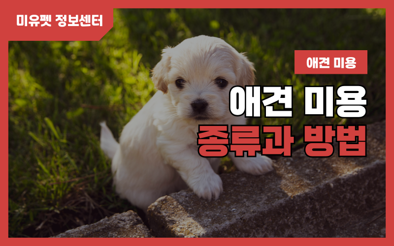 강아지 미용, 미용시 주의사항_상세이미지_1
