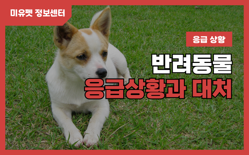반려동물 응급실_상세이미지_1