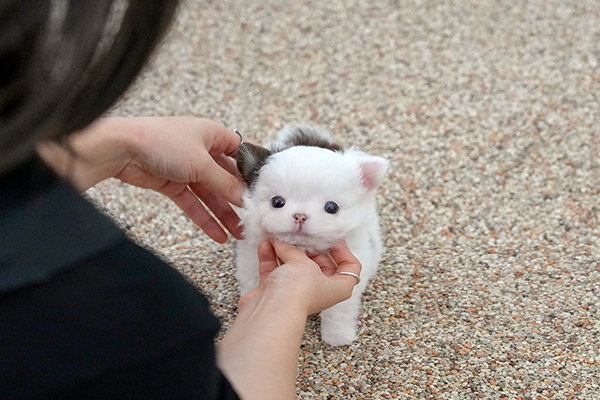 치와와_여_65.jpg