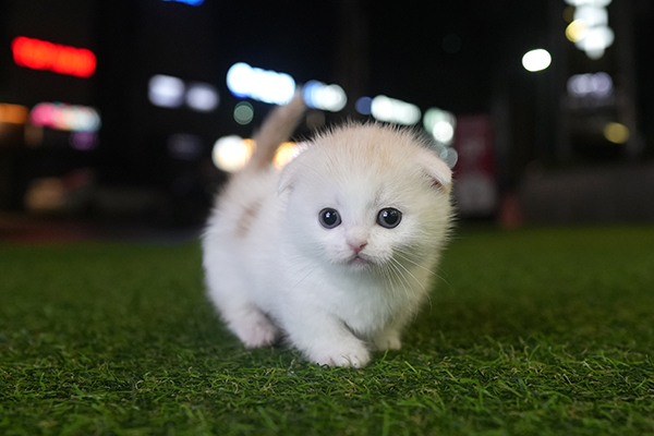 먼치킨 남아 85.jpg