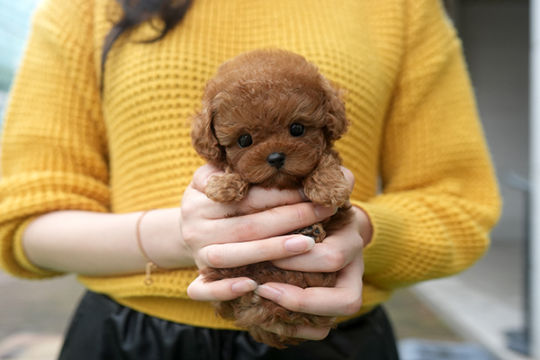 푸들 남아 40.jpg
