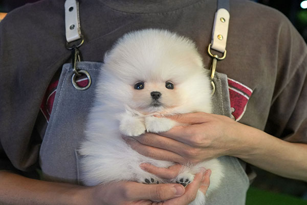 포메 여 55.jpg