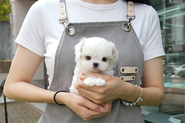 말티 여아 55.jpg