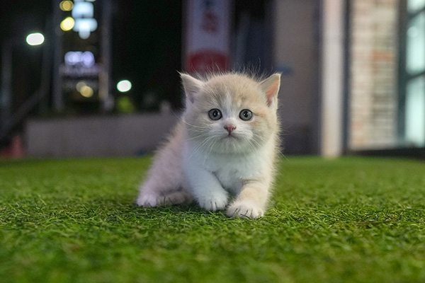 브숏 남아 55.jpg