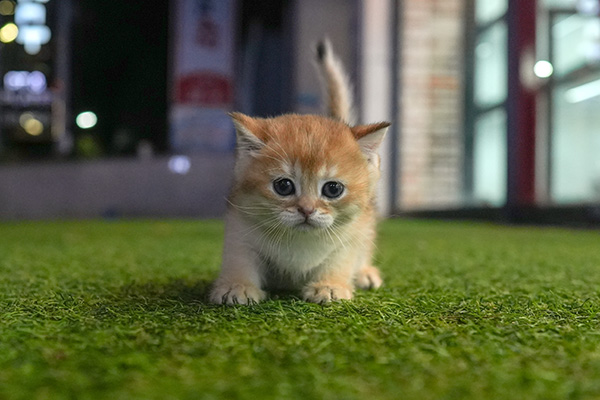 브숏 남아 50_2.jpg