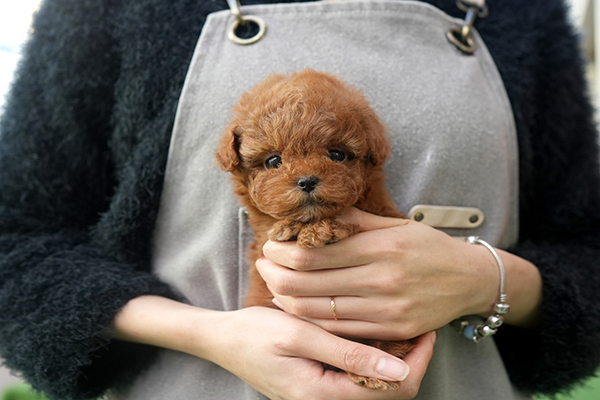 푸들 남아 25.jpg