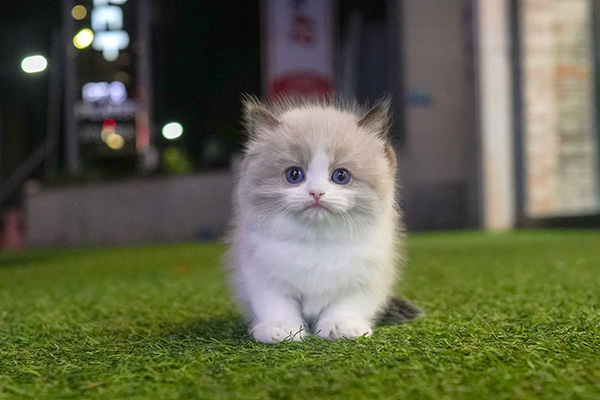 랙돌 여아 130.jpg
