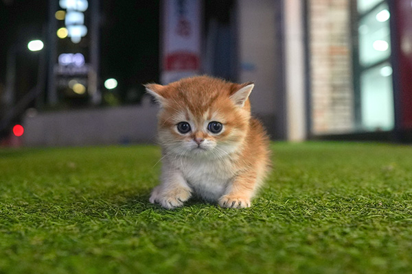 브숏 남아 60.jpg