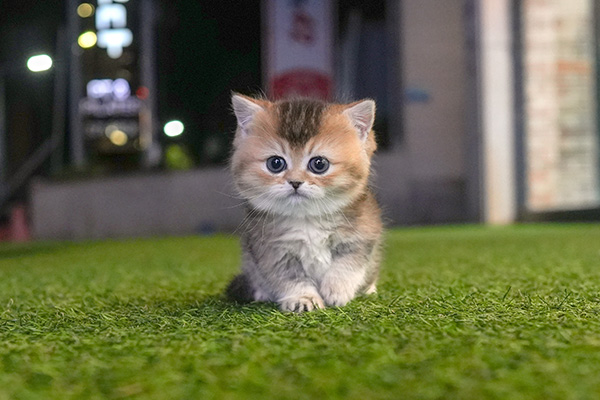 먼치킨 여아 160.jpg