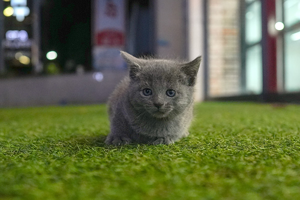 러블 여아 55.jpg