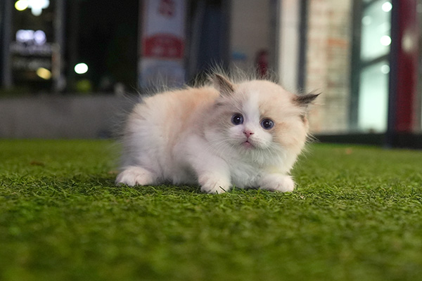 랙돌 여아 60.jpg