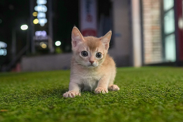 아비 여아 65.jpg