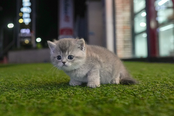 브숏 여아 90.jpg