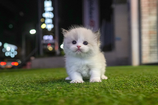 랙돌 남아 75.jpg