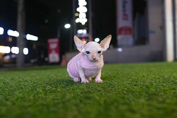 스핑크스 여아 65.jpg