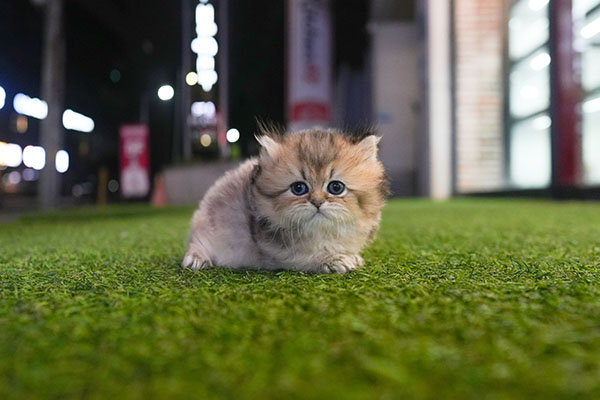 먼치킨 여아 75.jpg