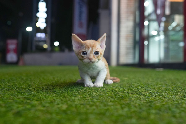 데본렉스 남아 55.jpg