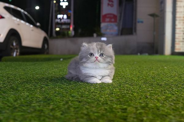페르 여아 55.jpg