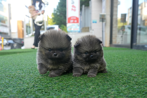 포메 쌍둥이 남아 55.jpg