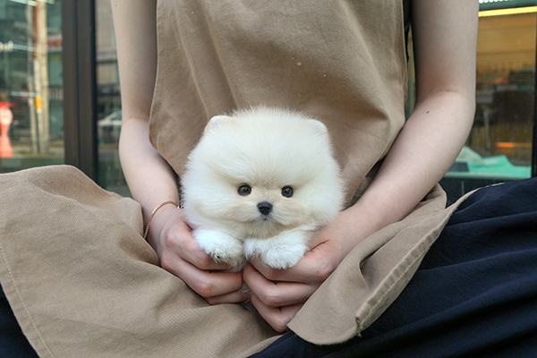 포메 남아 60.jpg
