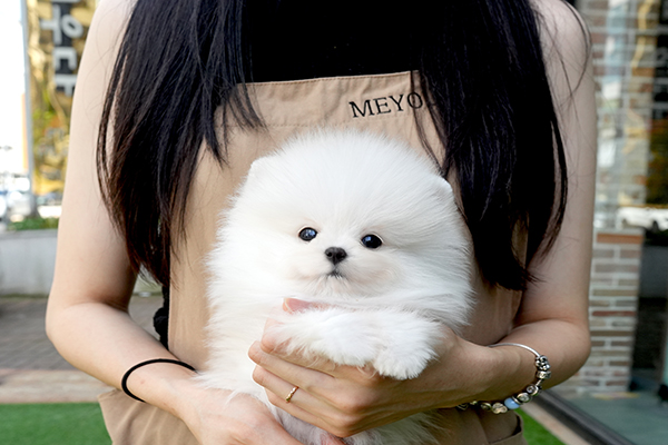 포메 여아 60.jpg