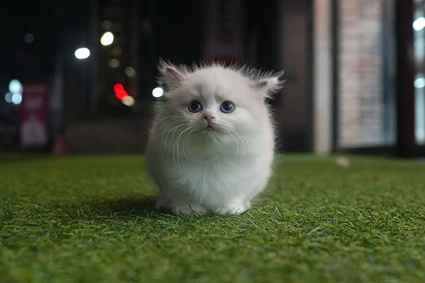 랙돌 남아 55.jpg