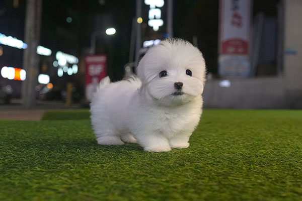 꼬숑 남아 95.jpg