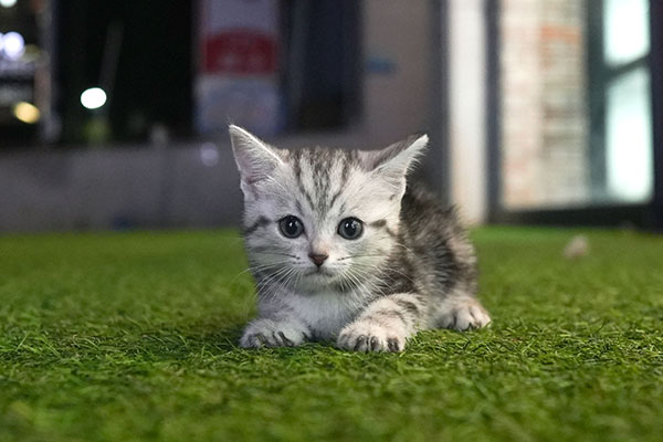 아메숏 여아 55.jpg