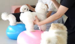 미유펫청주_메뉴_2_4_on
