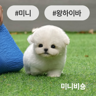 분양정보 절차 섹션1_1