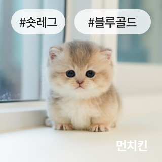 분양정보 절차 섹션1_2