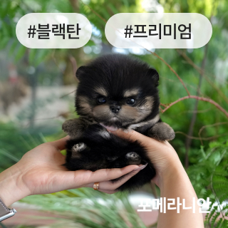 분양정보 절차 섹션1_3