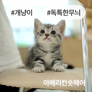 분양정보 절차 섹션1_4