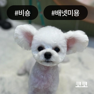 미유펫_미용실_섹션1_1