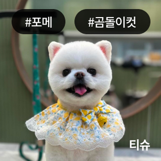 미유펫_미용실_섹션1_2