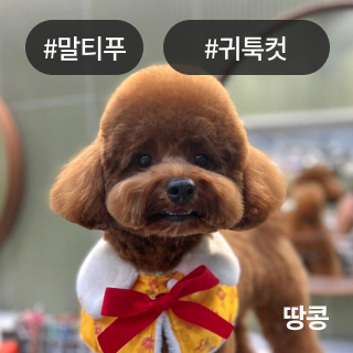 미유펫_미용실_섹션1_3