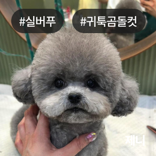 미유펫_미용실_섹션1_4