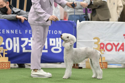 미유펫_미용실_섹션2_4